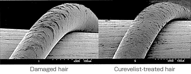 SEM photograph after Curevelist treatment