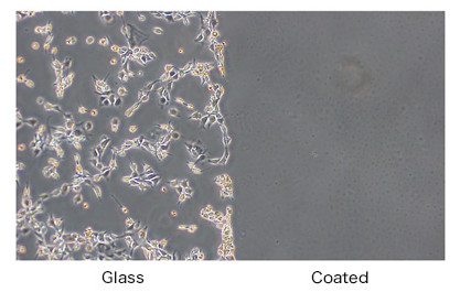 Image showing that FOM-03010 has an inhibitory effect on cell adhesion
