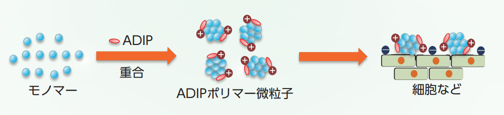 ADIPを乳化重合の開始剤として用いた場合、合成されたポリマー微粒子は細胞などへの吸着性が期待できる